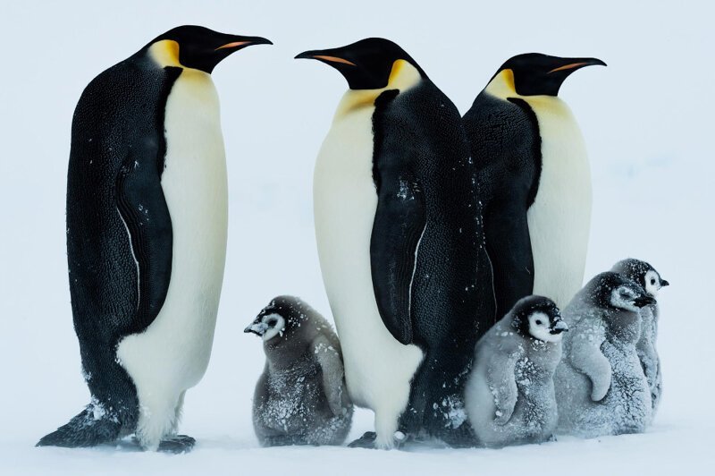  Императорский пингвин — самый крупный и тяжёлый из современных видов семейства пингвиновых. В среднем рост составляет около 122 см, а вес колеблется между 22 и 45 кг. (Фото Riehle Gunther):