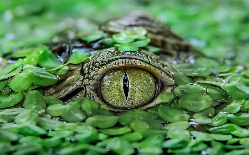  Я слежу за тобой. Крокодил в парке Тангеранга, Индонезия. (Фото Yensen Tan):