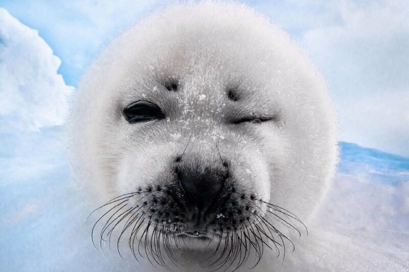 Подмигнул. Тюленёнок из Канады. (Фото CCTV News):