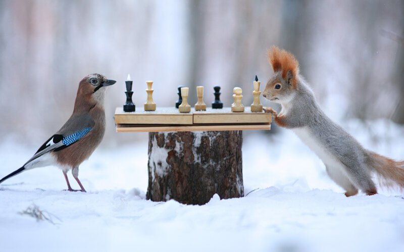 Шахматная партия. (Фото Vadim Trunov):