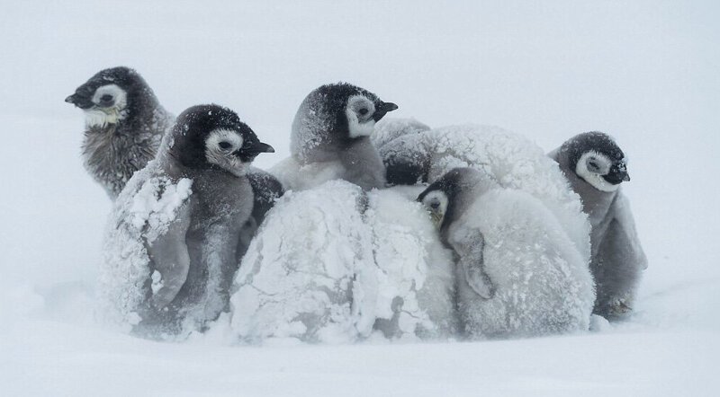 В лютый мороз пингвины отогревают своих пингвинят, образовывая вокруг них кольцо.  (Фото Riehle Gunther):