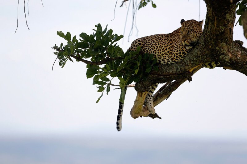 Воздушный леопард. Заповедник Масаи-Мара расположен на юго-западе Кении. (Фото Dai Kurokawa):