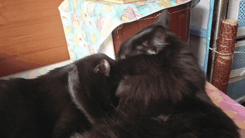 С добрым утром! С добрым утром!