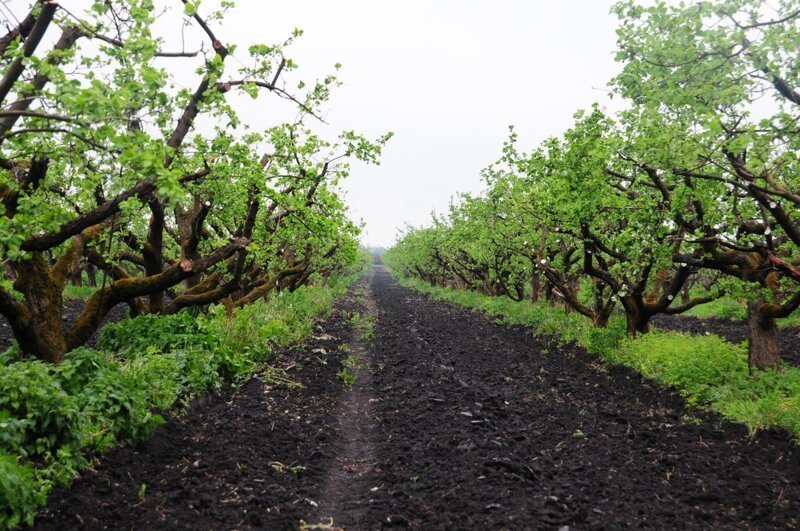 В Ртищевском районе Саратовской области заложили 300 гектаров яблоневых садов