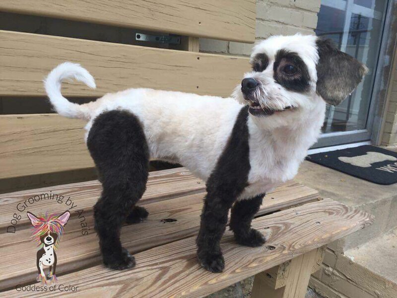 Безумные прически для собак от парикмахера-оригинала!