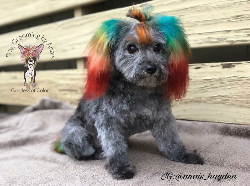 Безумные прически для собак от парикмахера-оригинала!