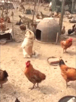 Гифки разные