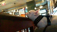 Гифки разные