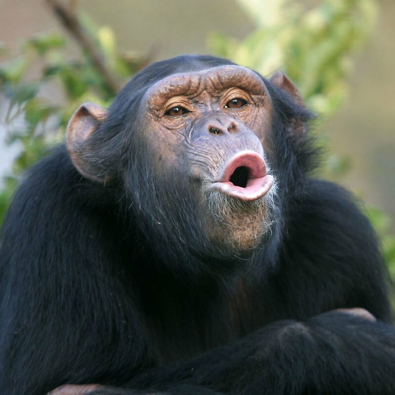 Геронтофилия  отмечена у шимпанзе, где самцы предпочитают спариваться с самками как можно старше, а молодые лишь для неопытных самцов