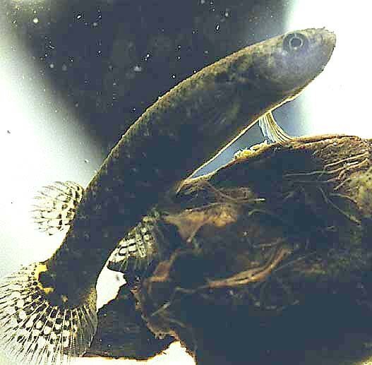 Мангровый киллифиш рыба, которая занимается самооплодотворением. Внутри него созревают и яйцеклетки, и сперматозоиды, что через семь поколений приводит к появлению генетически идентичных потомков