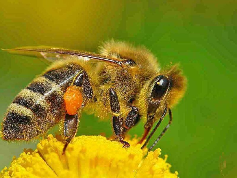 Взрывной оргазм - встреча трутня и самки пчелы длится всего 5 секунд на высоте 10-40 метров над землей, но сперма выстреливает с такой силой, что хлопок можно услышать с земли