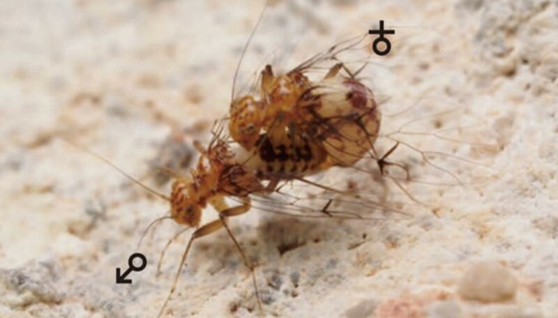 У насекомых рода Neotrogla отряда сеноедов происходят чудеса - у самки есть подобие пениса, у самца подобие влагалища. В процессе спаривания самка садится сверху на самца и своим отростком высасывает из "влагалища" самца сперму