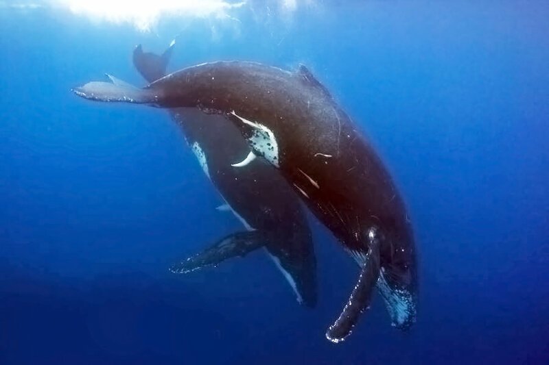Оплодотворение китов  происходит в присутствии третьего. Т.е. 2 самца и 1 самка. Самка выбирает из этих двоих, а второй по время полового акта поддерживает самку на плаву и направляет процесс