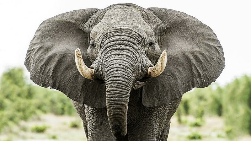 Самая длительная беременность у слона - до 600 дней