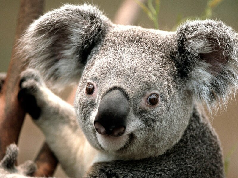Кстати самцы коала имеют раздвоенный пенис, а самки 2 влагалища и две матки. Это природный механизм, увеличивающий шансы вида к выживанию