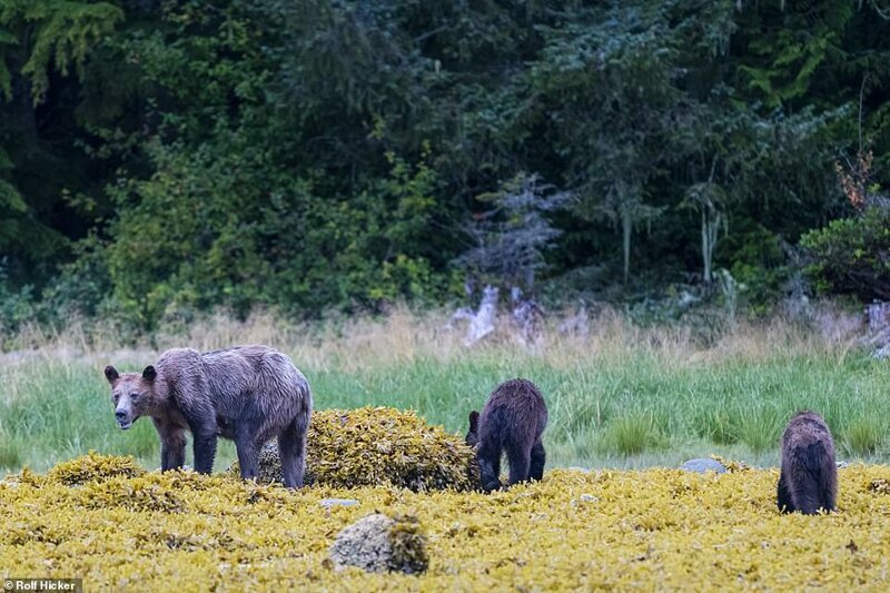 Мама-медведица с двумя истощенными медвежатами в поисках еды