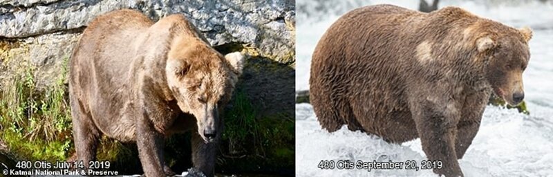 Один из медведей в июле и сентябре 2019 года. Вот какую массу медведи должны набирать осенью, перед спячкой: