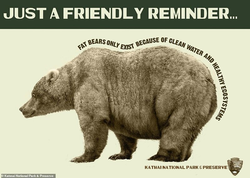 Социальная реклама национального заказника Катмай на Аляске: "Просто любезное напоминание. Упитанные медведи обитают только в чистой воде и здоровых экосистемах"