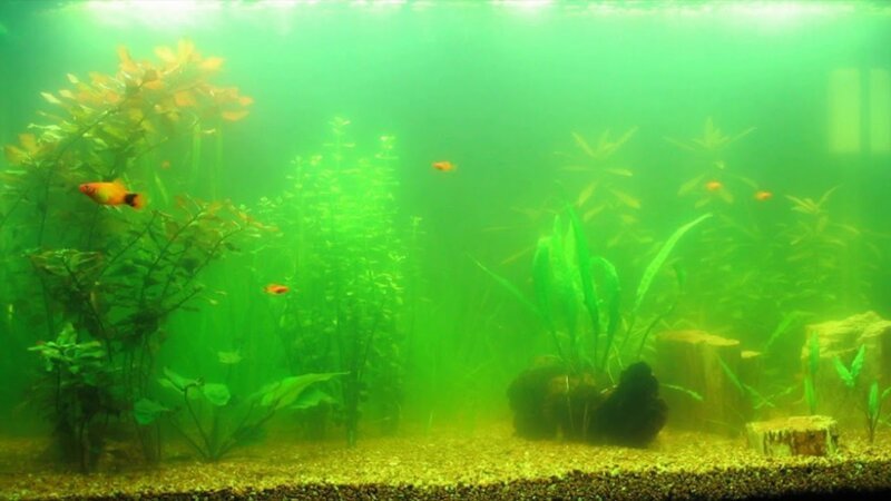 Зеленеет вода в аквариуме: как с этим бороться