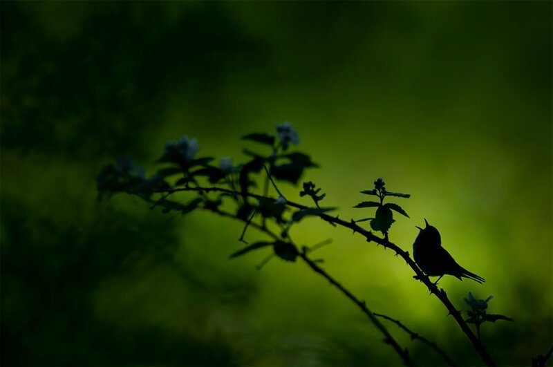 Поющий силуэт, Рэймонд Хеннесси, США. Певчая птица на фоне яркого леса. Второе место в категории "дикая природа" 