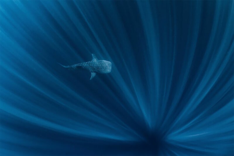 Большая рыба в большом океане, Алекс Кидд, Австралия. Китовая акула, плавающая в глубине рифа Нингалу, Западная Австралия. Победитель в категории "вода"