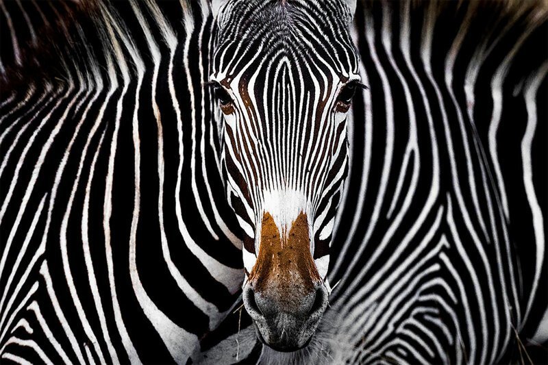 Иллюзия Греви, Ярон Шмид, США. Зебра Греви смотрит в камеру в Леве, Кения. Третье место в категории "дикая природа"