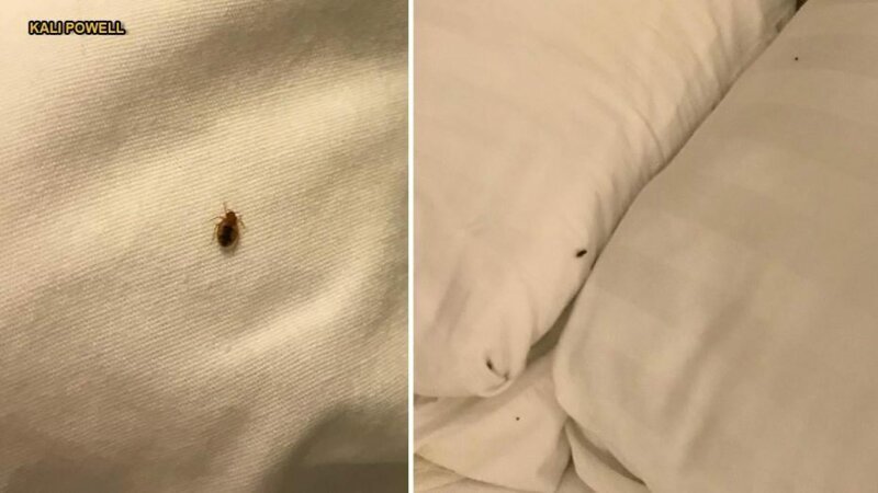 13. "Всегда, когда заселяетесь в отель, проверяйте кровать на пылевых клещей"