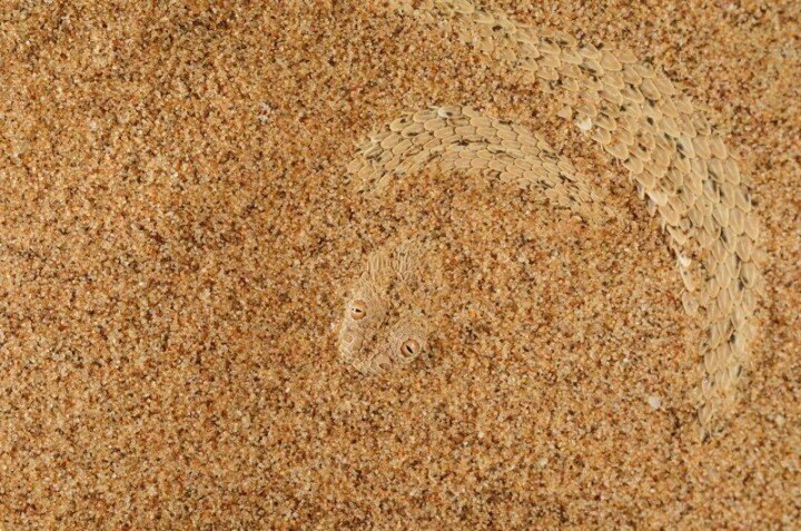 Карликовая гадюка прячется в песке 