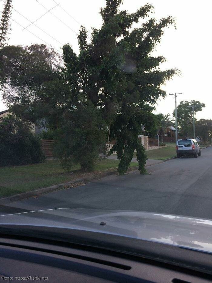 Похоже, дерево решило перейти на ту сторону улицы 