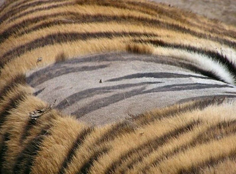 Так выглядит кожа тигра под шерстью 