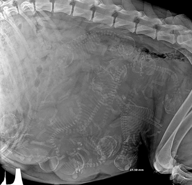 Рентген беременной собаки 