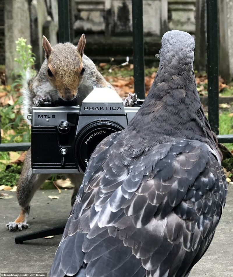 Казалось, будто пушистому фотографу позируют голуби
