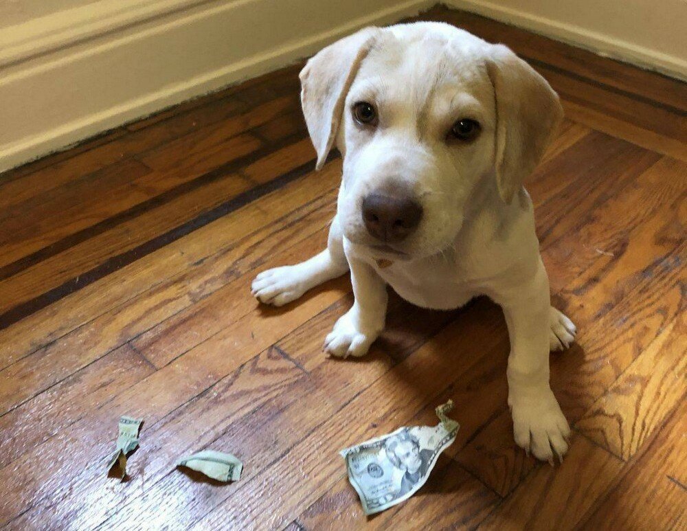 Бывают в жизни огорчения от Димон за 10 октября 2019