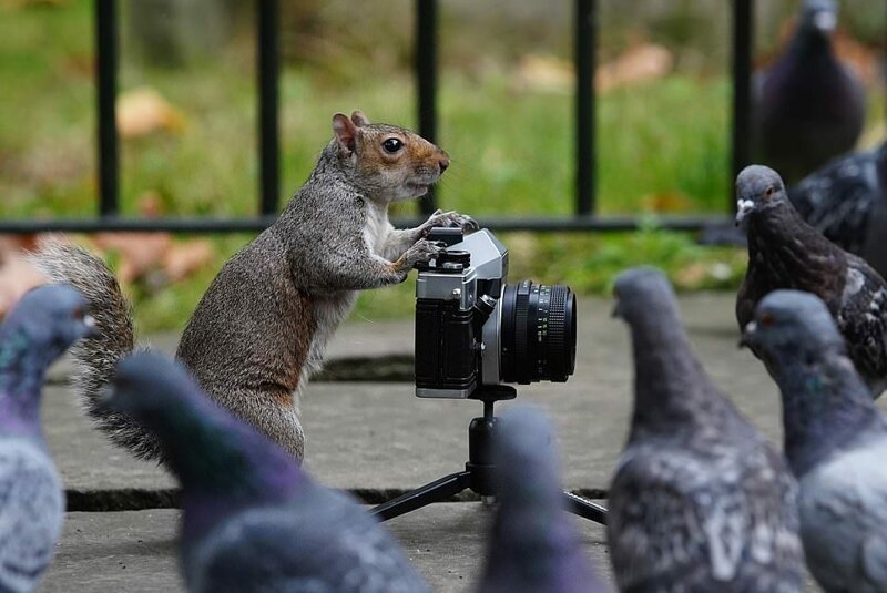 Белки фотографируют голубей в лондонском парке