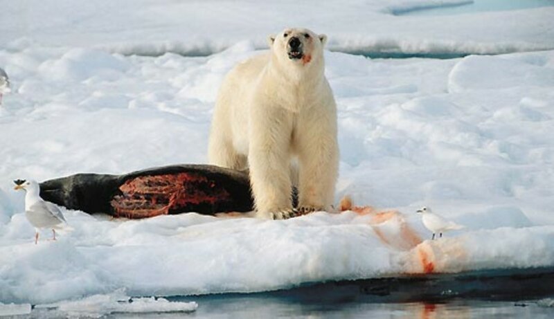 Российские рыбаки спасли нерпу из лап медведя