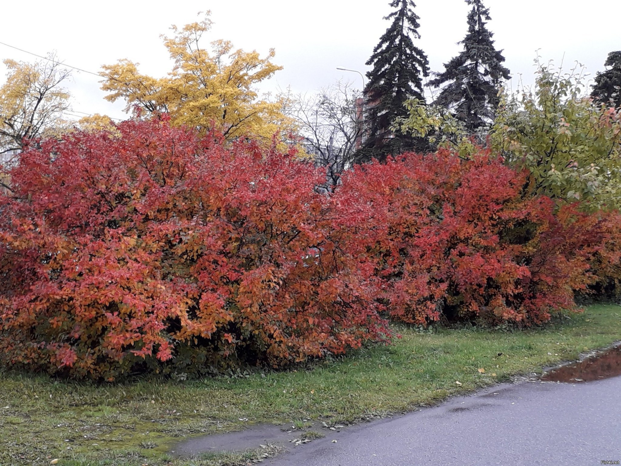 Клены выкрасили город