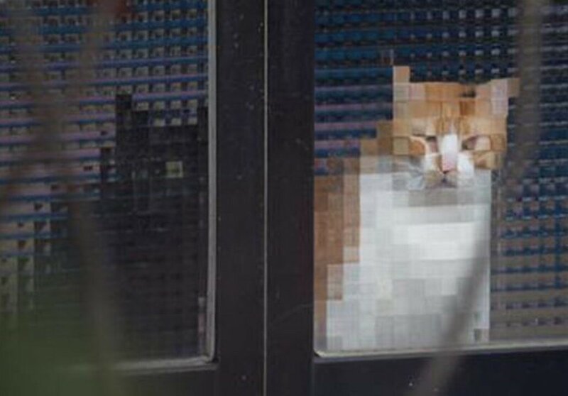 15 случаев, когда рифлёные стёкла в доме превращали котов в произведения сюрреалистов