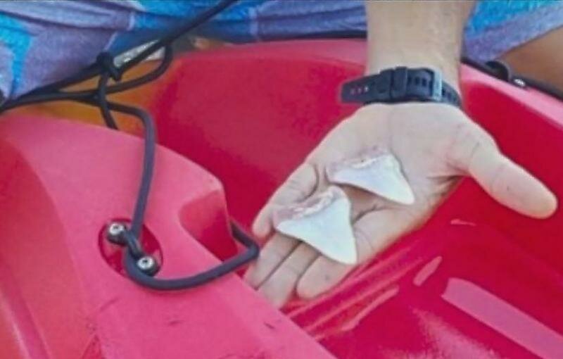 Акула, напавшая на лодку туриста, лишилась двух зубов у побережья Калифорнии