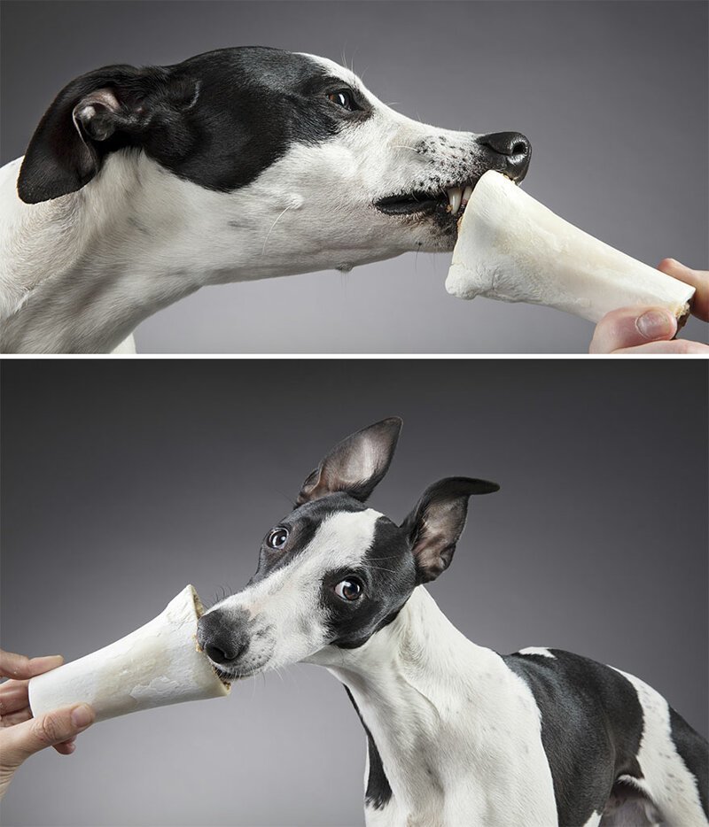 "О, еда!": фотограф снимает забавные реакции собак на угощения