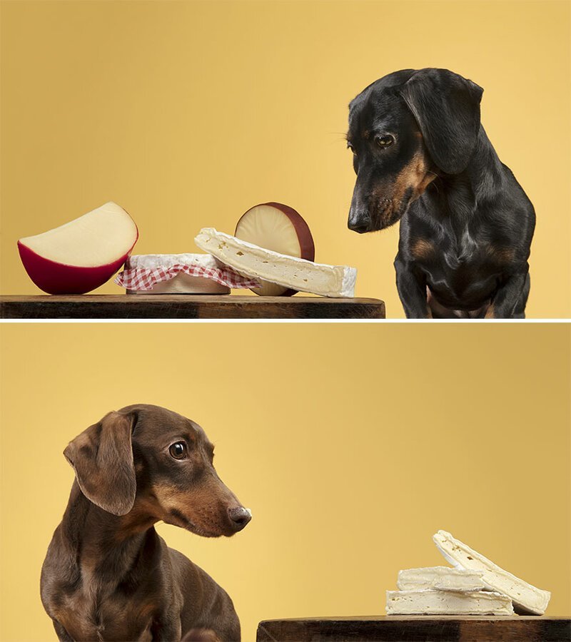 "О, еда!": фотограф снимает забавные реакции собак на угощения