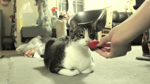 Гифки разные Гифки разные