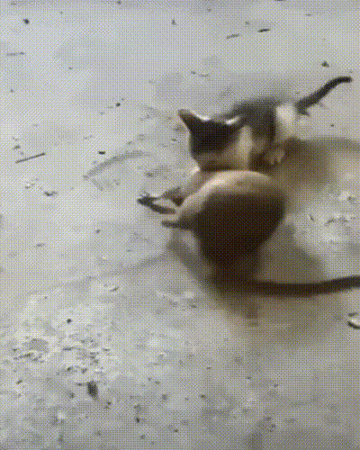 Гифки разные Гифки разные