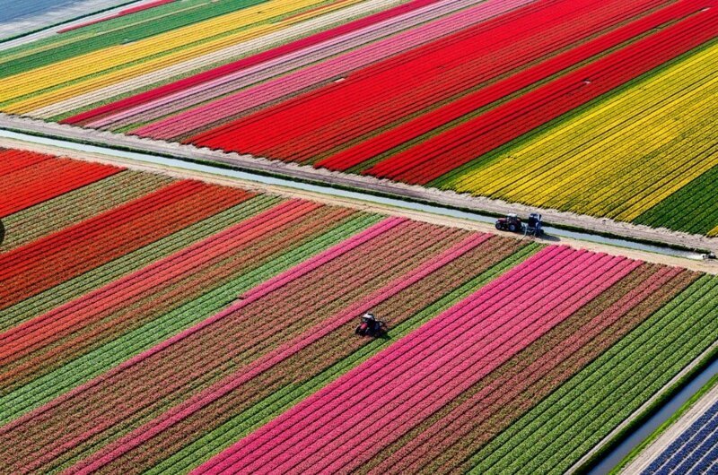 Тюльпановые поля, Нидерланды