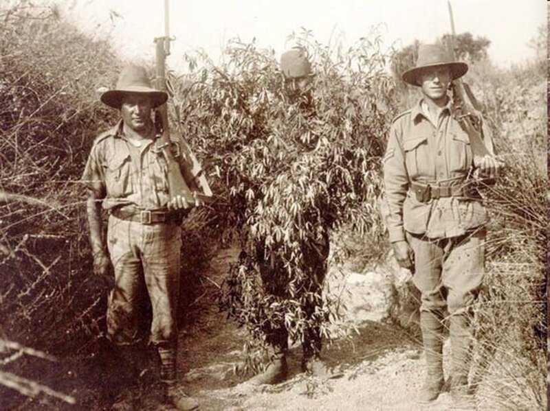 Австралийские бойцы и пленный турецкий снайпер, замаскированный под куст конопли. 1916г. 