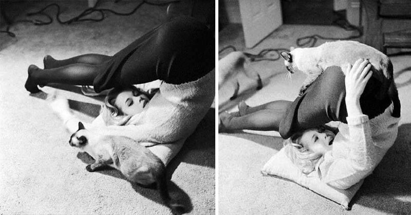 Джейн Фонда занимается йогой со своей кошкой, 1962 год.