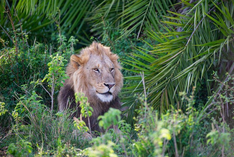 Огромный лев пошутил над фотографом