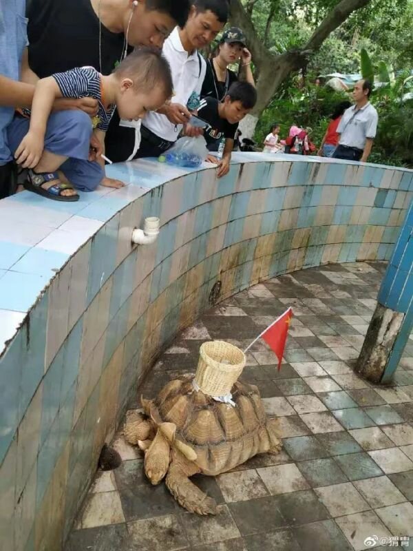 В китайском зоопарке черепаха собирала деньги с посетителей