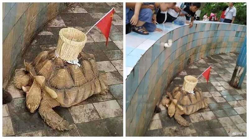 В китайском зоопарке черепаха собирала деньги с посетителей