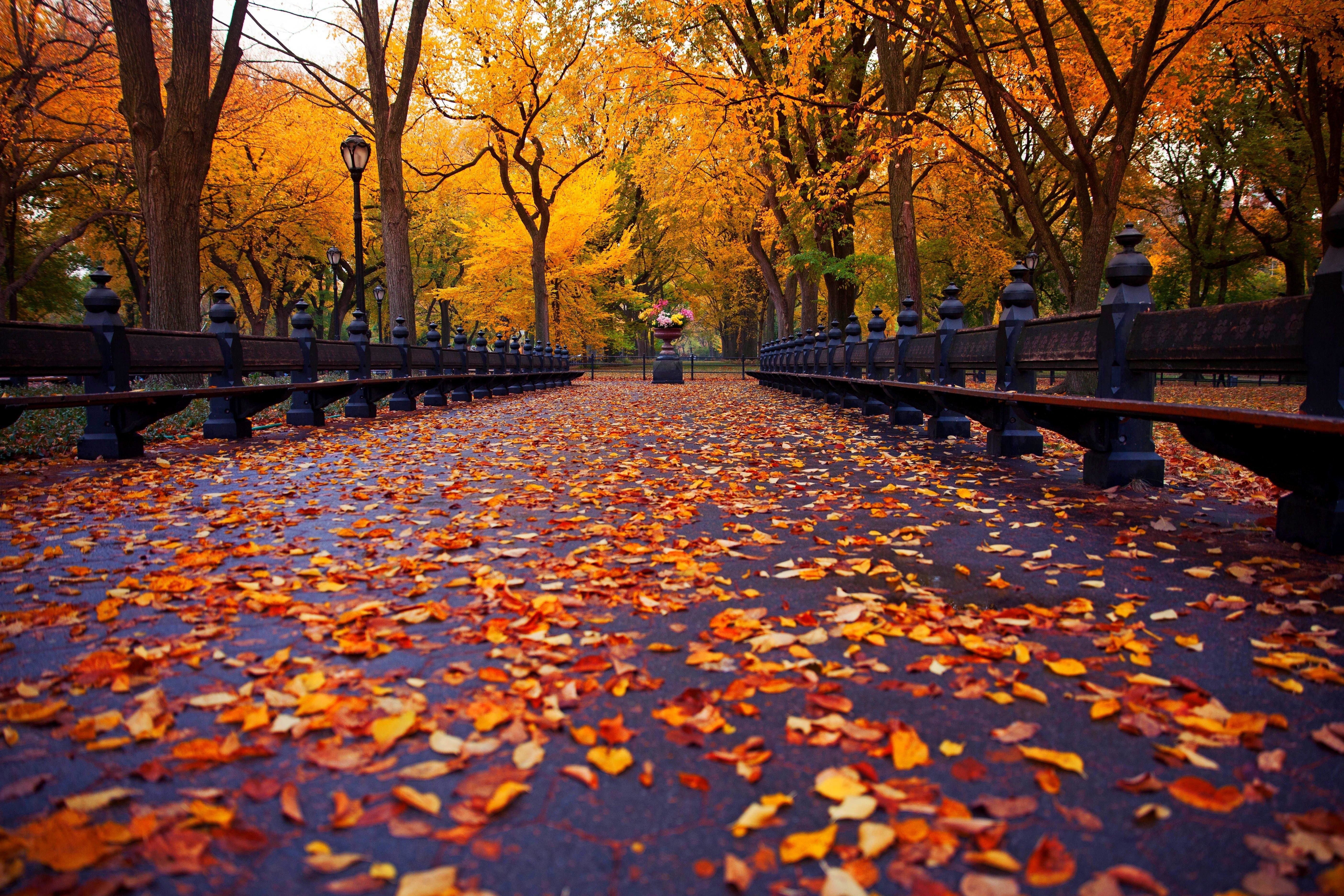 Fall отзывы. Central Park New York скамейки. Центральный парк Нью-Йорке осень листопад. Осень парк аллея. Осень в парке.