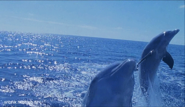 Дельфины с удовольствием разучивают и выполняют разные. Живые дельфины в море. Дельфины гиф. Дельфин гифки. Живое море.